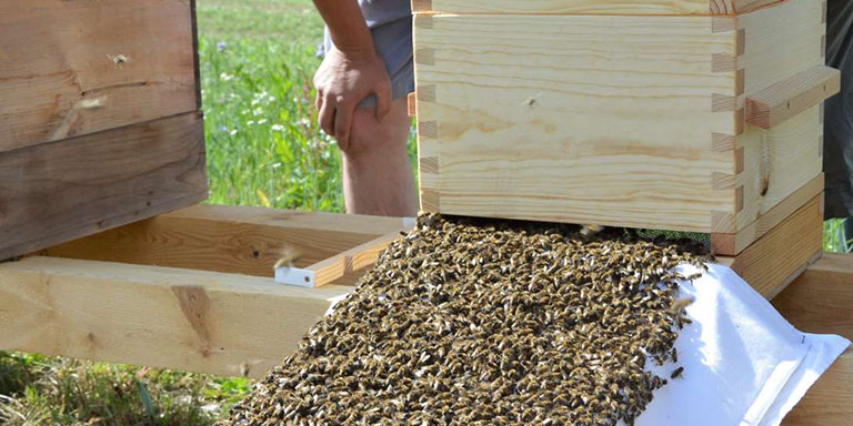 Osazení Warré úlu rojem